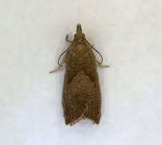 Attēlu rezultāti vaicājumam “Dichrorampha simpliciana”