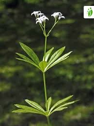 Image result for Galium odoratum