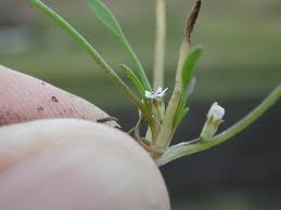 Attēlu rezultāti vaicājumam “Limosella aquatica flower”