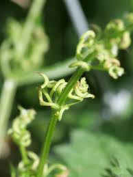 Attēlu rezultāti vaicājumam “Cribraria argillacea sessile”