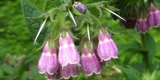 Attēlu rezultāti vaicājumam “Symphytum officinale flower”