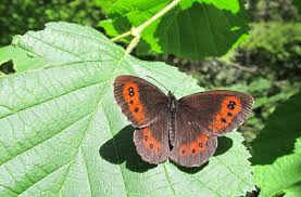 Attēlu rezultāti vaicājumam “Erebia ligea upperside”