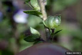Attēlu rezultāti vaicājumam “Veronica serpyllifolia bud”