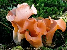 Attēlu rezultāti vaicājumam “Tremiscus helvelloides”