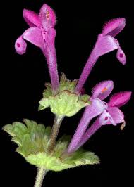 Attēlu rezultāti vaicājumam “Lamium amplexicaule flower”
