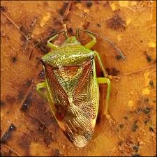 Attēlu rezultāti vaicājumam “Elasmostethus interstinctus”