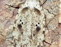 Attēlu rezultāti vaicājumam “Agonopterix aranella”