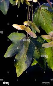 Attēlu rezultāti vaicājumam “Acer campestre fruit”