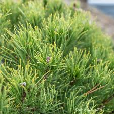 Attēlu rezultāti vaicājumam “Pinus mugo”