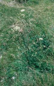 Attēlu rezultāti vaicājumam “Libanotis montana flower”