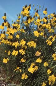 Image result for Ratibida columnifera