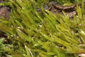 Attēlu rezultāti vaicājumam “Brachythecium albicans”