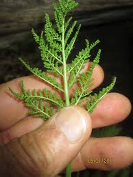 Attēlu rezultāti vaicājumam “Botrychium virginianum”