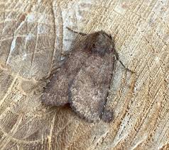 Attēlu rezultāti vaicājumam “Rusina ferruginea female”