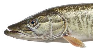 Image result for Esox masquinongy