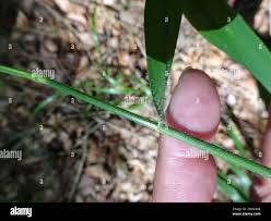 Attēlu rezultāti vaicājumam “Hordelymus europaeus leaf”