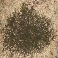 Attēlu rezultāti vaicājumam “Frullania fragilifolia”