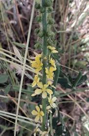 Image result for Agrimonia eupatoria