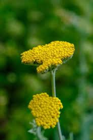 Image result for Achillea filipendulina