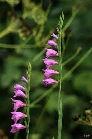 Attēlu rezultāti vaicājumam “Gladiolus imbricatus fruit”