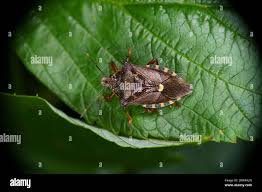 Attēlu rezultāti vaicājumam “Pinthaeus sanguinipes”