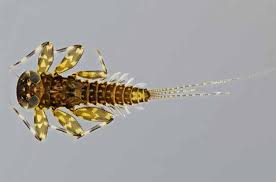 Attēlu rezultāti vaicājumam “Heptagenia sulphurea”