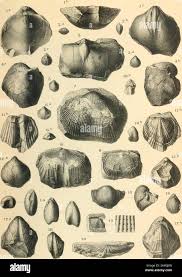 Attēlu rezultāti vaicājumam “Reticularia sp.”