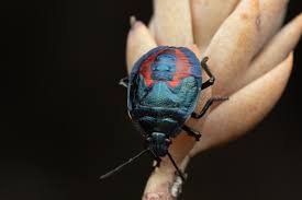 Attēlu rezultāti vaicājumam “Jalla dumosa”