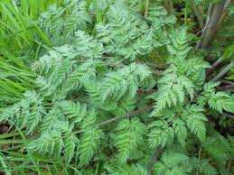 Attēlu rezultāti vaicājumam “Anthriscus”