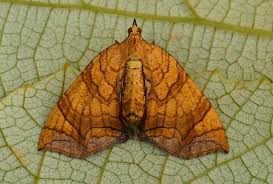 Attēlu rezultāti vaicājumam “Eulithis pyropata”