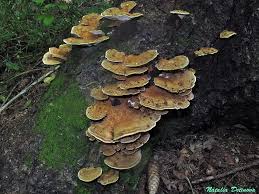 Attēlu rezultāti vaicājumam “Inonotus leporinus”