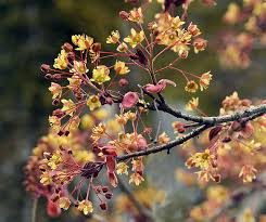 Attēlu rezultāti vaicājumam “Acer platanoides flower”