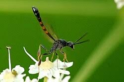 Attēlu rezultāti vaicājumam “Gasteruption jaculator”