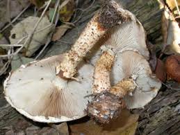 Attēlu rezultāti vaicājumam “Pholiota squarrosoides”