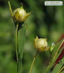 Attēlu rezultāti vaicājumam “Linum usitatissimum bud”