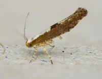 Attēlu rezultāti vaicājumam “Argyresthia semifusca”