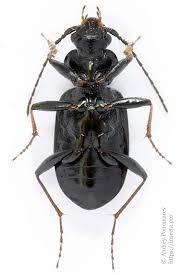 Attēlu rezultāti vaicājumam “Loricera pilicornis”