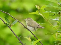 Attēlu rezultāti vaicājumam “Phylloscopus trochiloides”