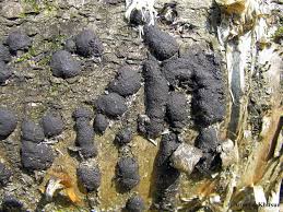 Attēlu rezultāti vaicājumam “Hypoxylon multiforme”