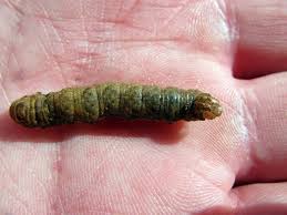 Attēlu rezultāti vaicājumam “Noctua fimbriata larva”