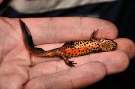 Attēlu rezultāti vaicājumam “Triturus vulgaris”