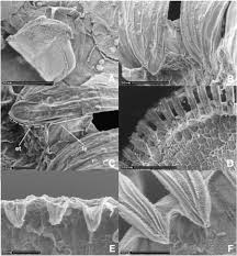 Attēlu rezultāti vaicājumam “Polytrichastrum formosum sporophyte”