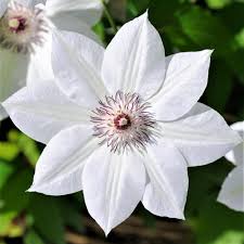 Attēlu rezultāti vaicājumam “Clematis”