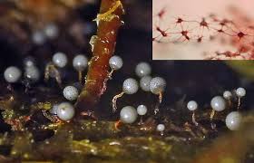 Attēlu rezultāti vaicājumam “Amaurochaete fusiformis spores”