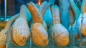 Image result for geoduck