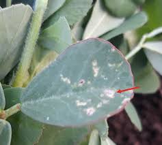 Attēlu rezultāti vaicājumam “Arenaria procera leaf”