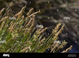 Attēlu rezultāti vaicājumam “Carex davalliana”