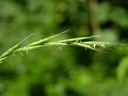 Attēlu rezultāti vaicājumam “Brachypodium sylvaticum”