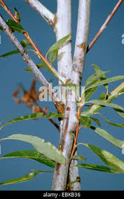 Attēlu rezultāti vaicājumam “Salix daphnoides leaf”