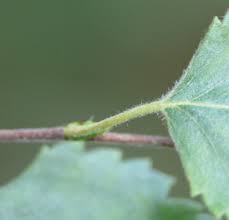 Attēlu rezultāti vaicājumam “Betula pubescens leaf”